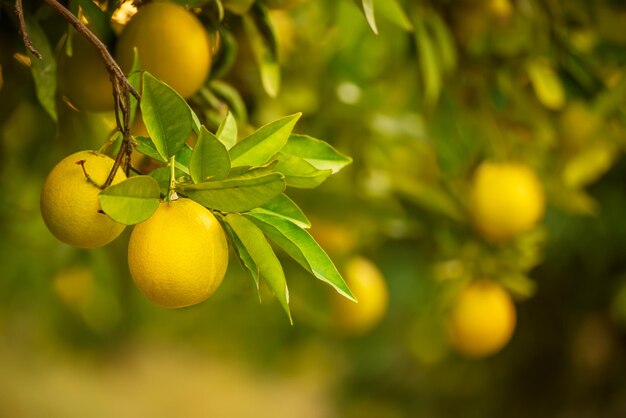 Giardino degli aranci con frutti di limone arancio in maturazione sugli alberi con foglie verdi naturali e sfondo alimentare