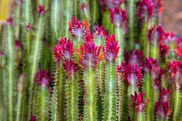 Giardino dei cactus di Lanzarote Guatiza Euporbia Trigona