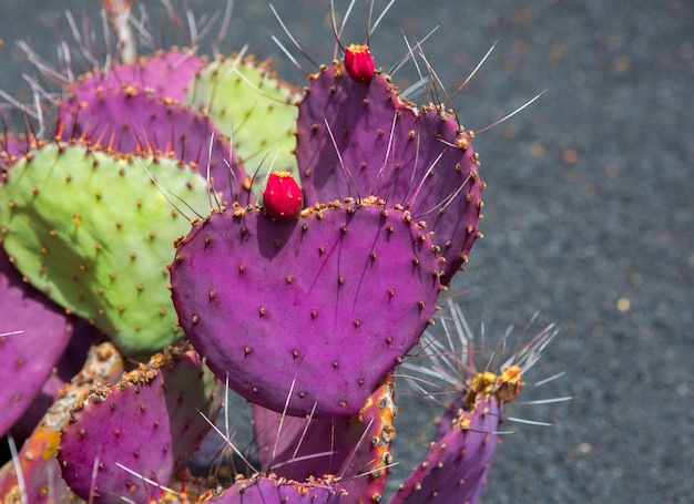 Giardino dei cactus di Lanzarote Guatiza Opuntia Macrocentra