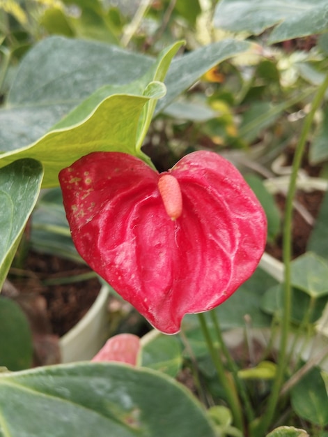 Giardino dei fiori rossi