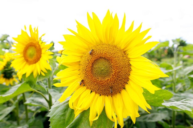 Giardino dei girasoli I girasoli hanno abbondanti benefici per la salute L'olio di girasole migliora la salute della pelle e