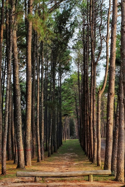 Giardino dei pini caraibici