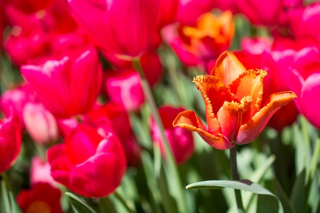 Giardino dei tulipani con vari colori di tulipani