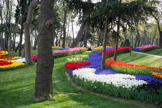 Giardino dei tulipani in primavera