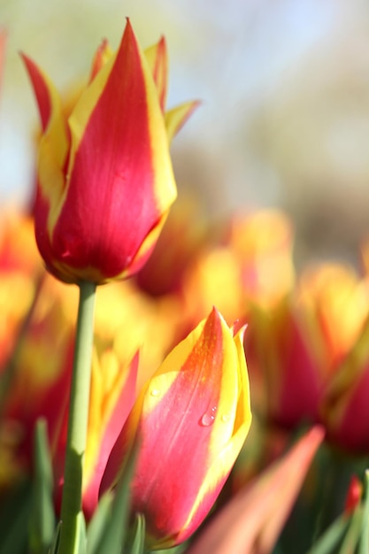 Giardino dei tulipani