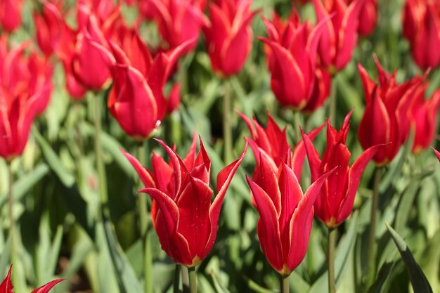 Giardino dei tulipani