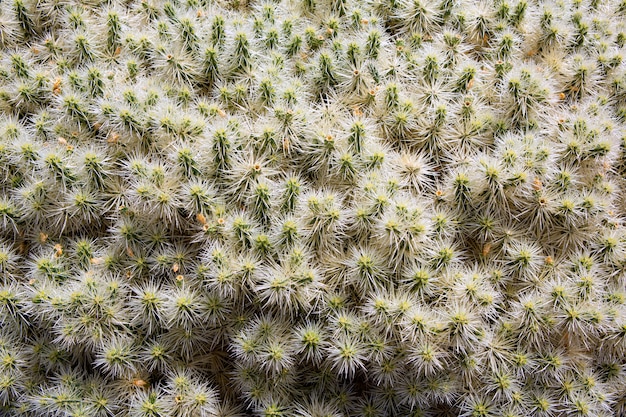 Giardino del cactus di Lanzarote Guatiza in Canarie