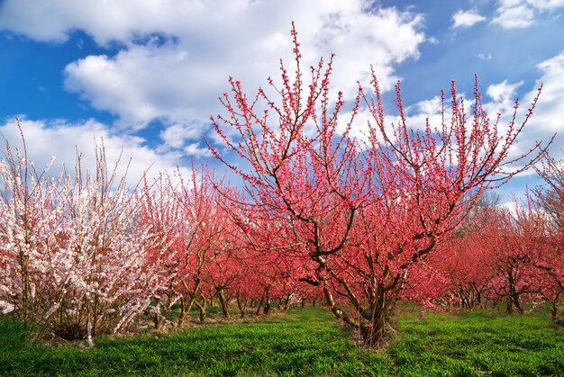 Giardino del frutteto. Filari di alberi. Composizione della natura.