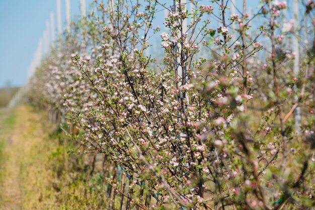 Giardino del meleto nella primavera con le file degli alberi con il fiore.