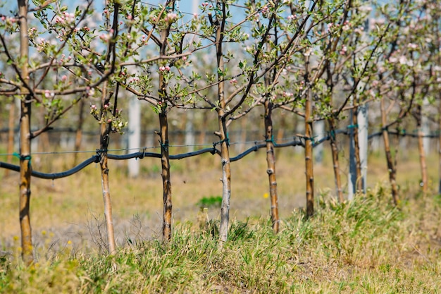 Giardino del meleto nella primavera con le file degli alberi con il fiore.