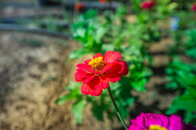 Giardino della gerbera che cresce in Tailandia