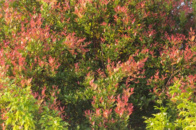 Giardino delle foglie