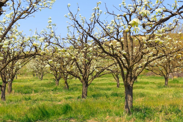 Giardino delle mele con alberi in fiore