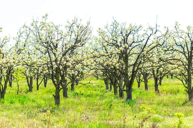 Giardino delle mele con alberi in fiore