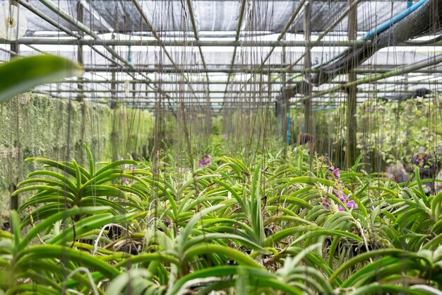 Giardino delle orchidee organizzare all'ombra