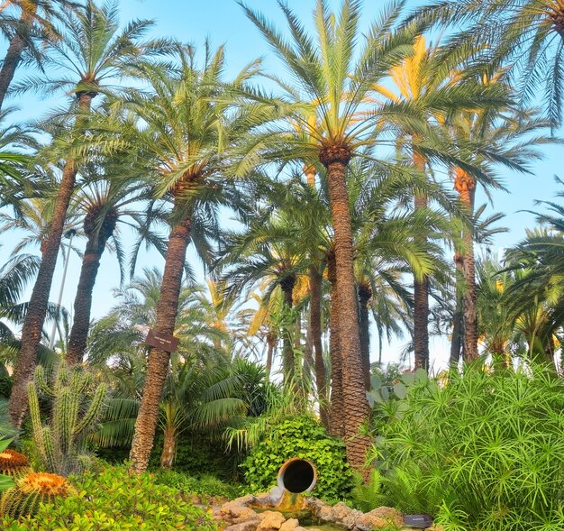 Giardino delle palme