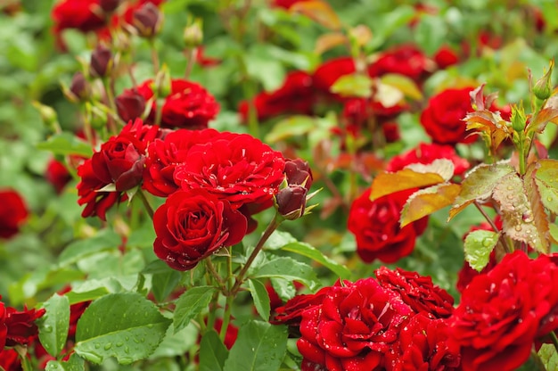 Giardino delle rose rosse