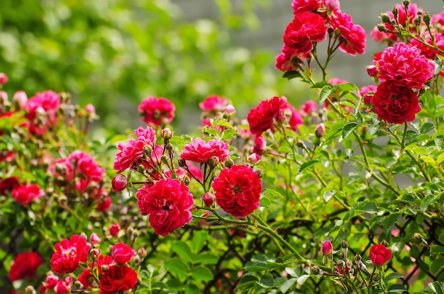 Giardino delle rose rosse