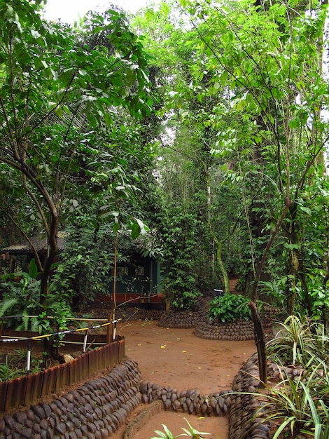 Giardino delle spezie vicino a Kandy, Sri Lanka