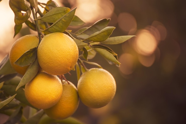Giardino di arance con frutti di limone arancioni in maturazione sugli alberi con foglie verdi, sfondo naturale e alimentare