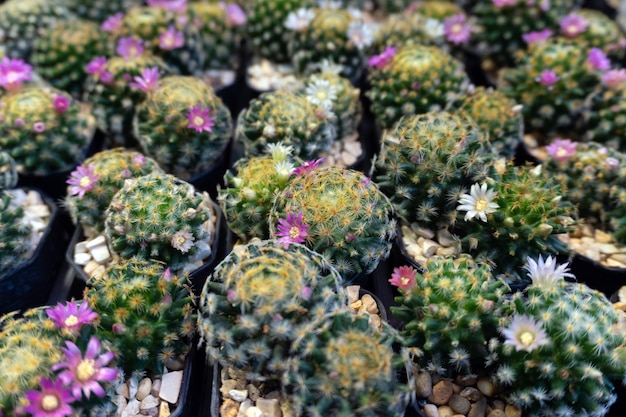 Giardino di cactus con vaso di plastica