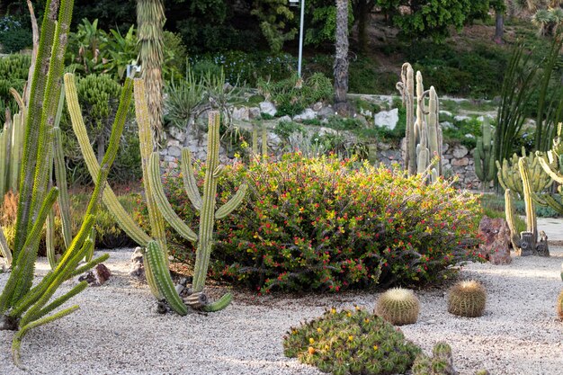 Giardino di cactus e cespugli spinosi disegno paesaggistico