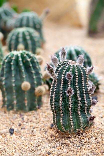 Giardino di cactus su terreno sabbioso.