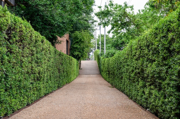 Giardino di cespugli verdi naturali e passerella di ghiaia