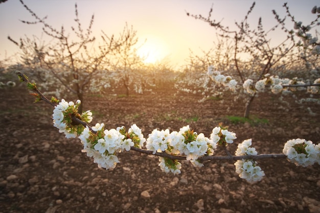 Giardino di ciliegie dolci al tramonto