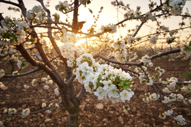 Giardino di ciliegie dolci al tramonto