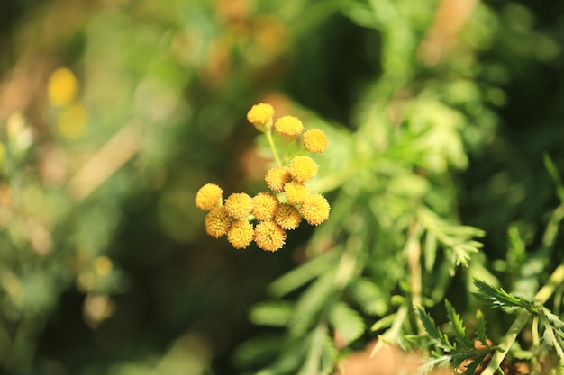 Giardino di erbe medicinali tanaceto