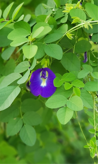 Giardino di fiori a foglia naturale