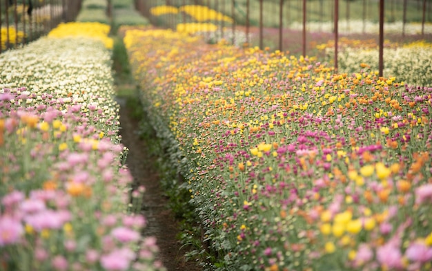 Giardino di fiori di crisantemo.