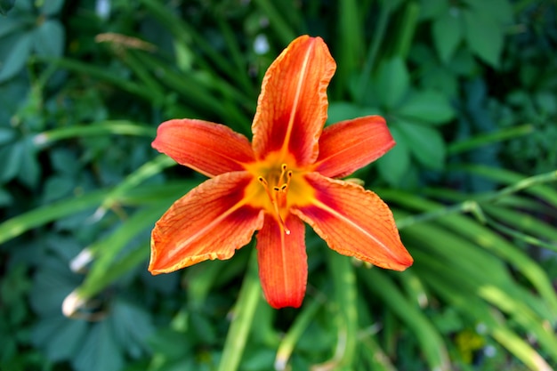 Giardino di fiori di giglio arancione