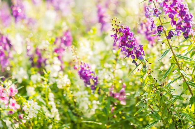 Giardino di fiori di lavanda