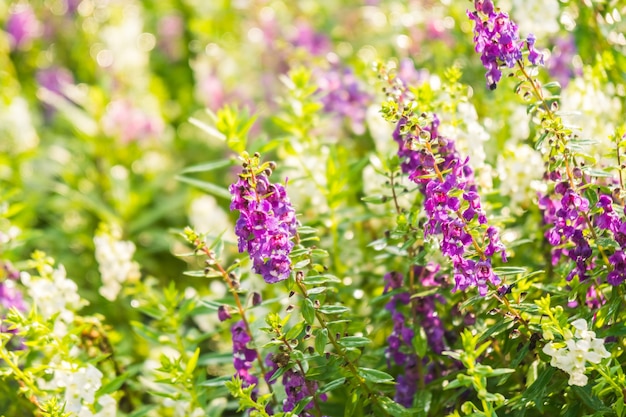 Giardino di fiori di lavanda