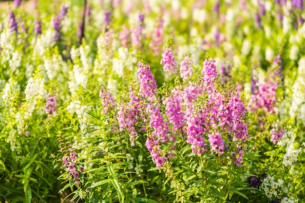 Giardino di fiori di lavanda