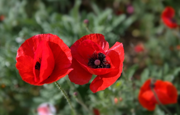 Giardino di fiori di papavero rosso con illuminazione solare.