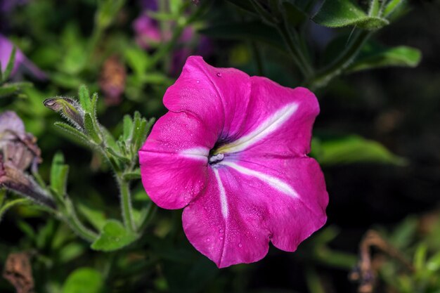 Giardino di fiori rossi autunnali in una luminosa giornata di sole closeup