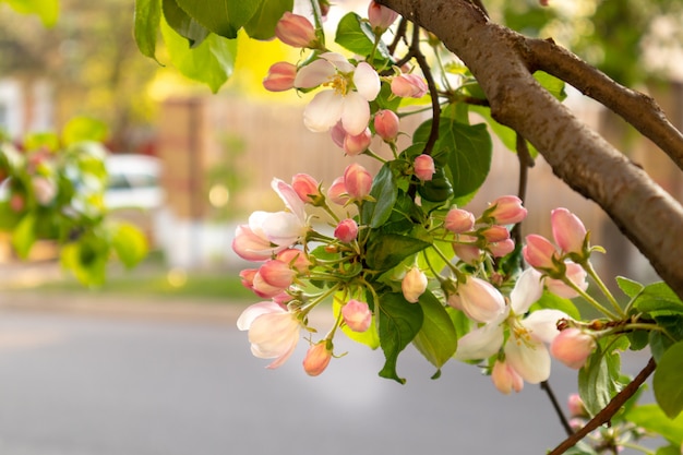 Giardino di fioritura verde soleggiato di giorno di molla. Bei rami bianchi rosa del fiore di melo. La primavera fiorisce il fondo blu