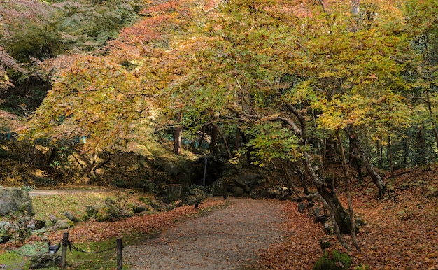 Giardino di fogliame colorato d'autunno con una piccola cascata al tempio Daigo-ji a Kyoto, Giappone