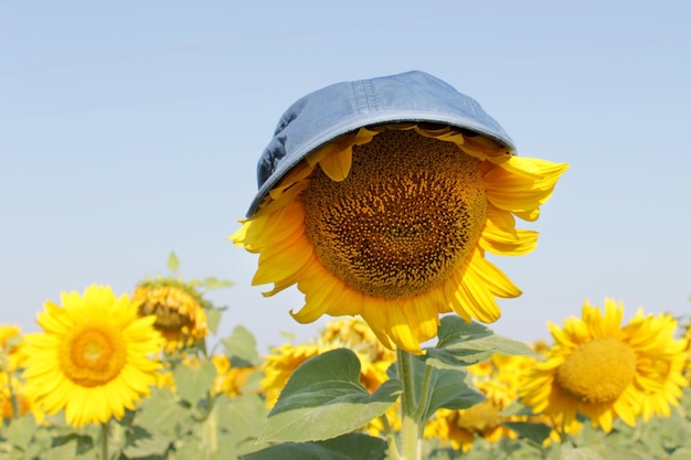 Giardino di girasoli Girasole in un berretto sotto il sole cocente I girasoli hanno abbondanti benefici per la salute