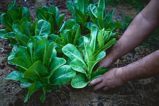 Giardino di lattuga man mano