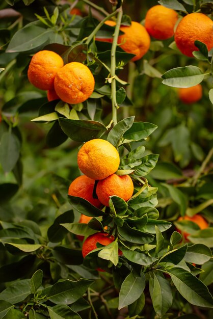 Giardino di mandarini con frutti