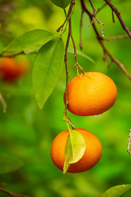 Giardino di mandarini con frutti