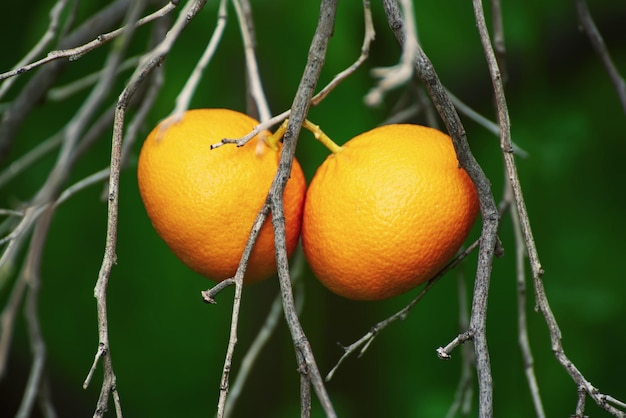 Giardino di mandarini con frutti