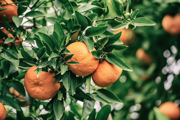 Giardino di mandarini con frutti