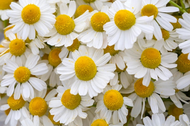 Giardino di margherite camomilla tedesca margherite fiori bianchi