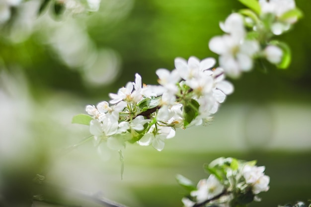 Giardino di mele con alberi di mele in fiore Bellissimo paesaggio primaverile di campagna