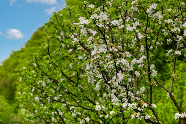 Giardino di mele in fiore su albero Frutteto fiorito in primavera Sfondo stagionale